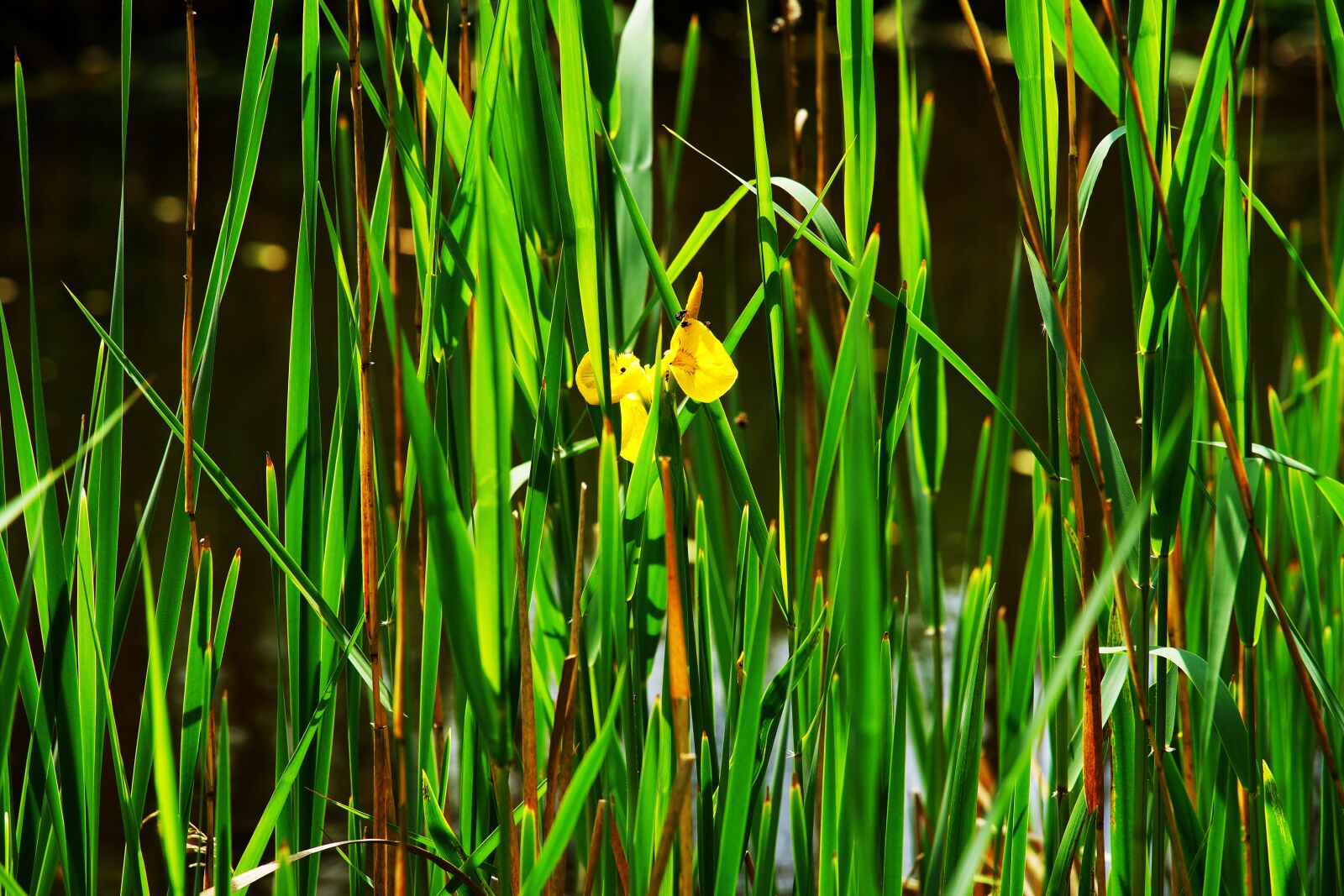 Sony a99 II sample photo. Reed, water, water lily photography