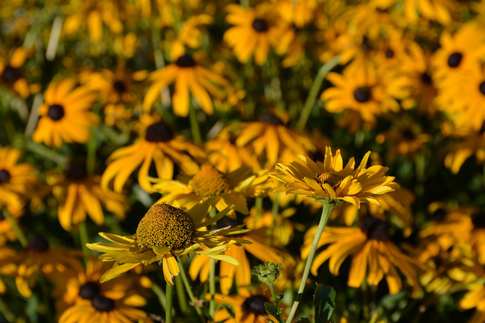 Nikon D7100 sample photo. Flower, flowers, yellow photography