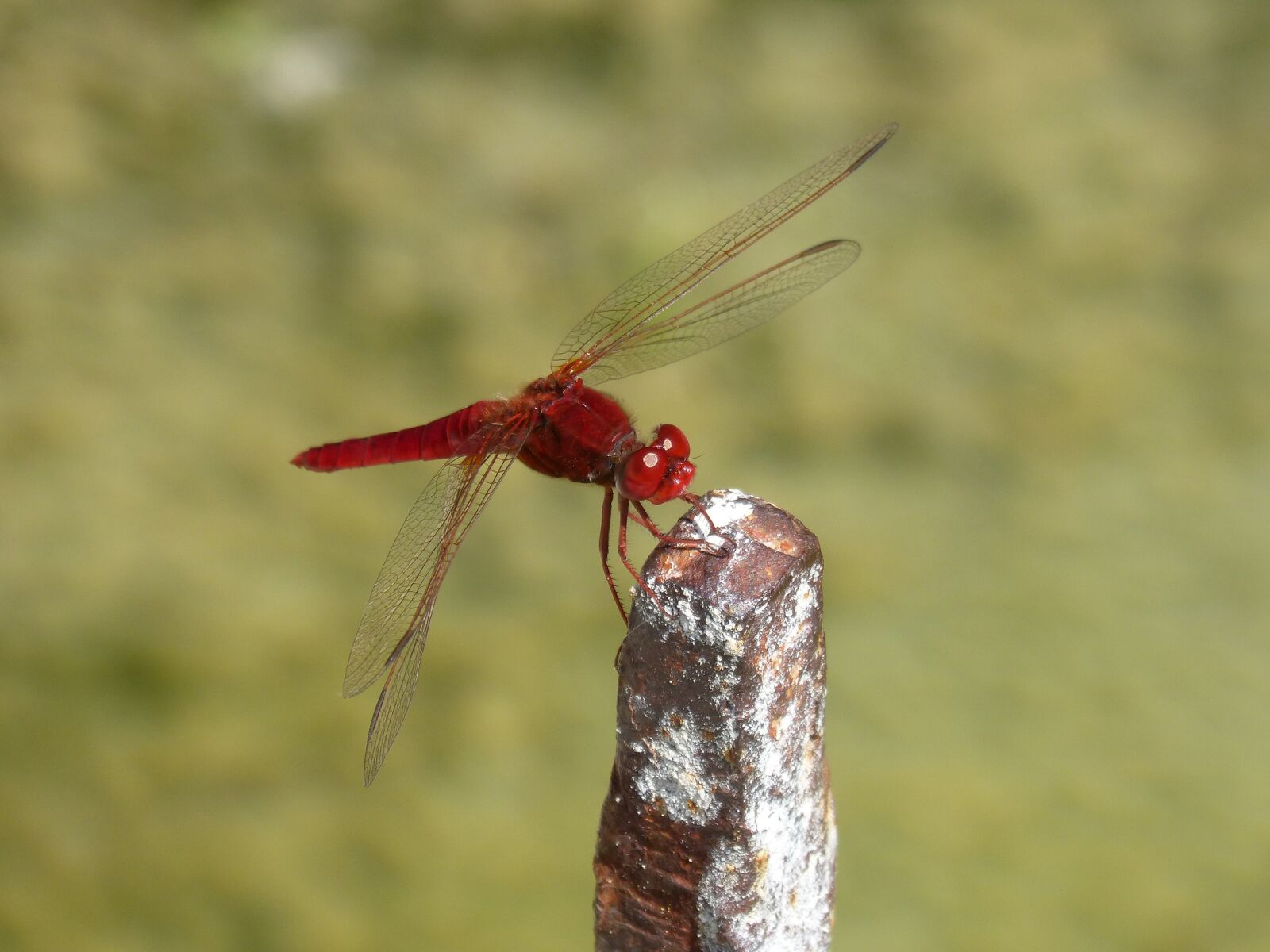 Panasonic DMC-FZ62 sample photo. Red dragonfly, erythraea crocothemis photography