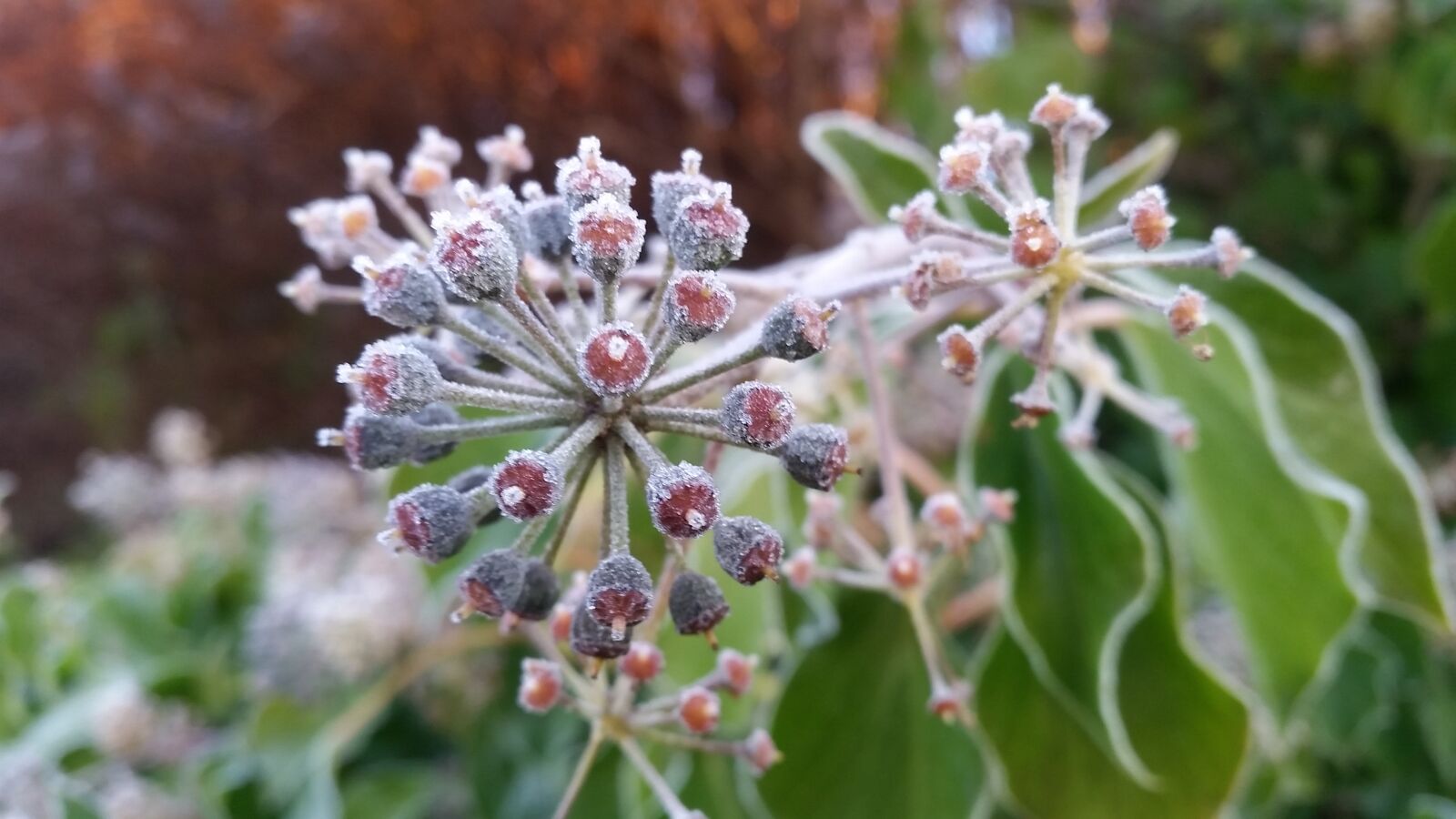 Samsung Galaxy S5 sample photo. Frost, winter, cold photography