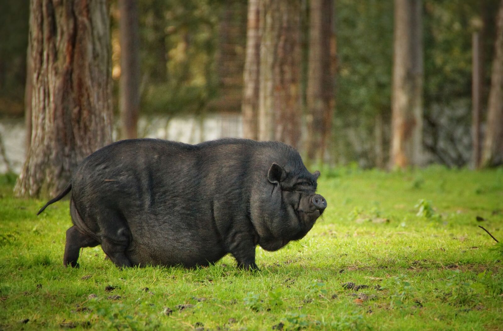 Sony SLT-A58 sample photo. Pot bellied pig, dwarf photography