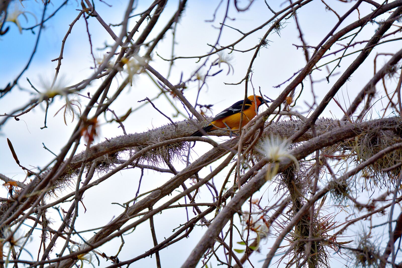Nikon D5200 sample photo. Chorcha, tegucigalpa, honduras photography
