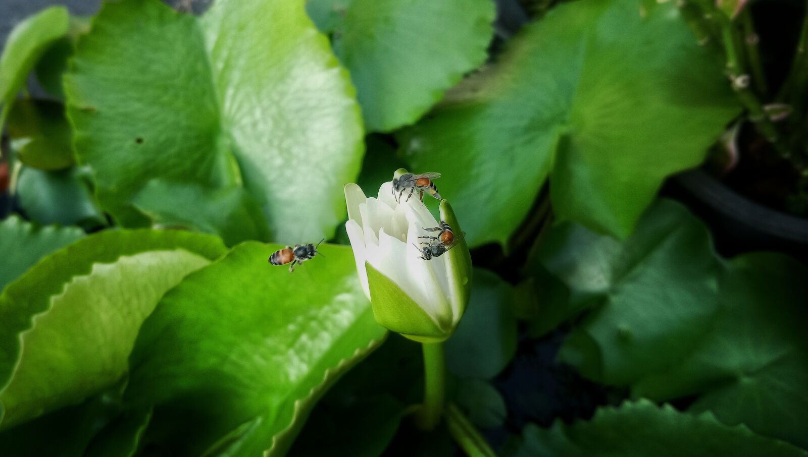 Sony Xperia XA1 Plus sample photo. Lotus, flower, bee photography