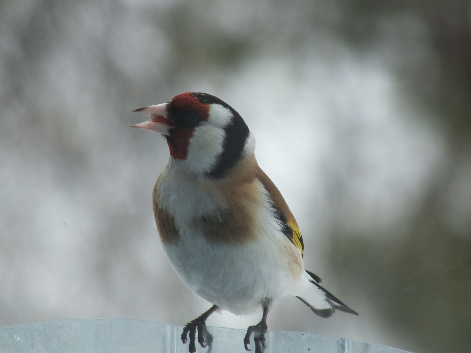 Fujifilm FinePix HS30EXR sample photo. Bird, close, goldfinches, winter photography