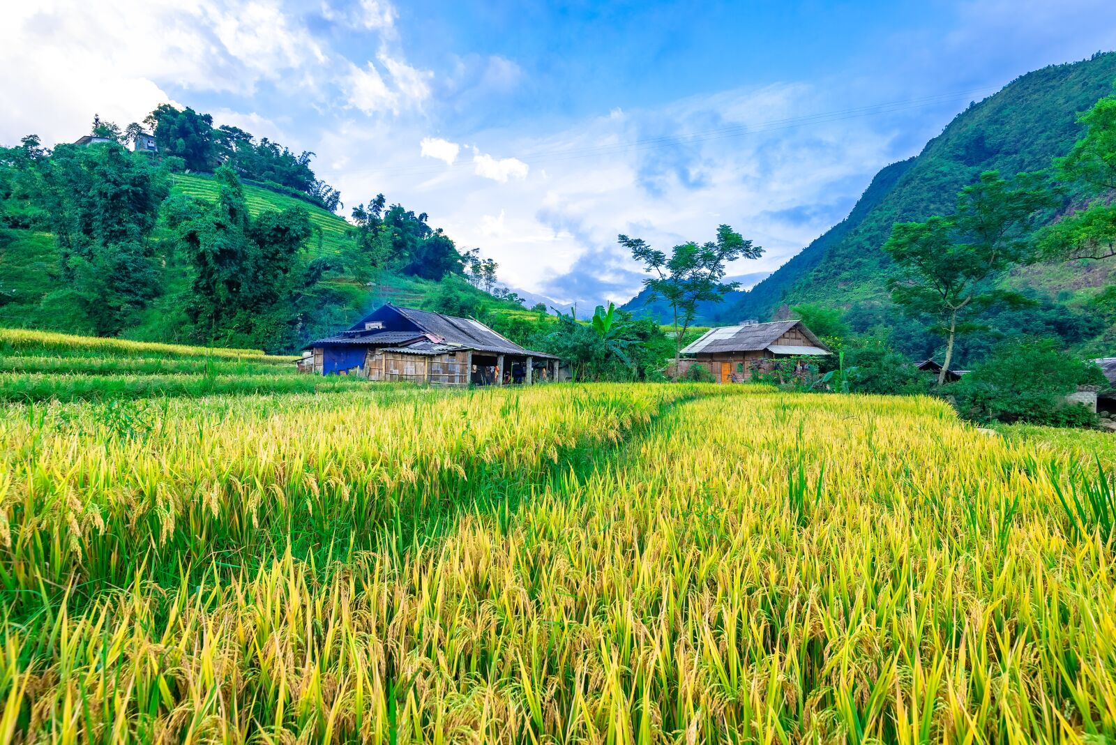 Nikon D750 sample photo. Terraces, vietnam, silk photography