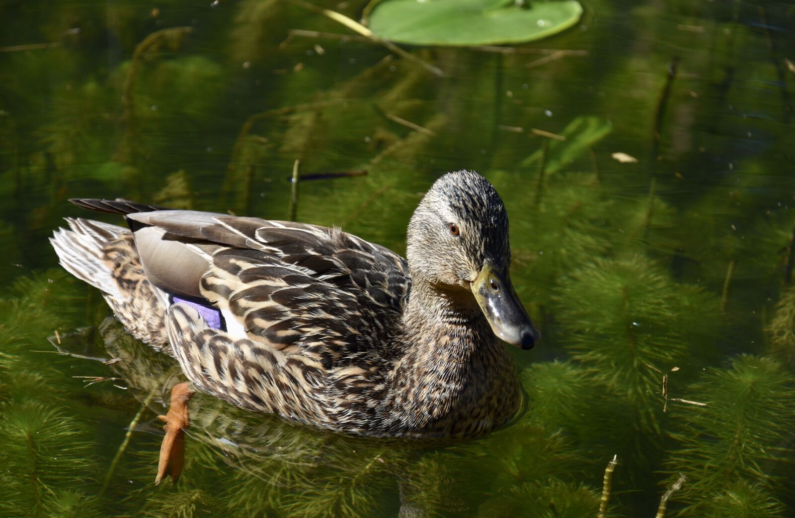 Nikon D7200 sample photo. Duck, water, nature photography