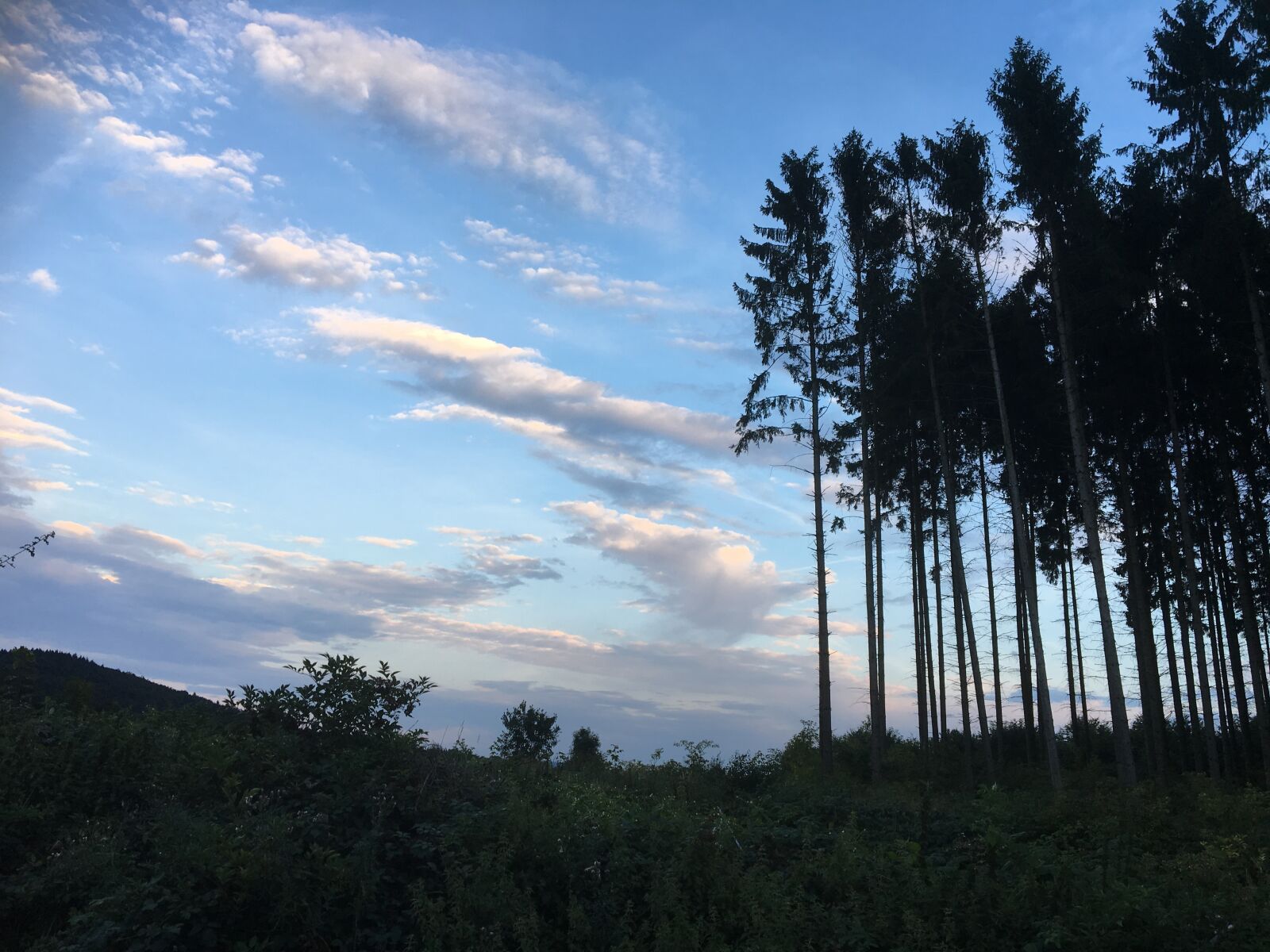 Apple iPhone 6s sample photo. Abendstimmung, forest, trees photography