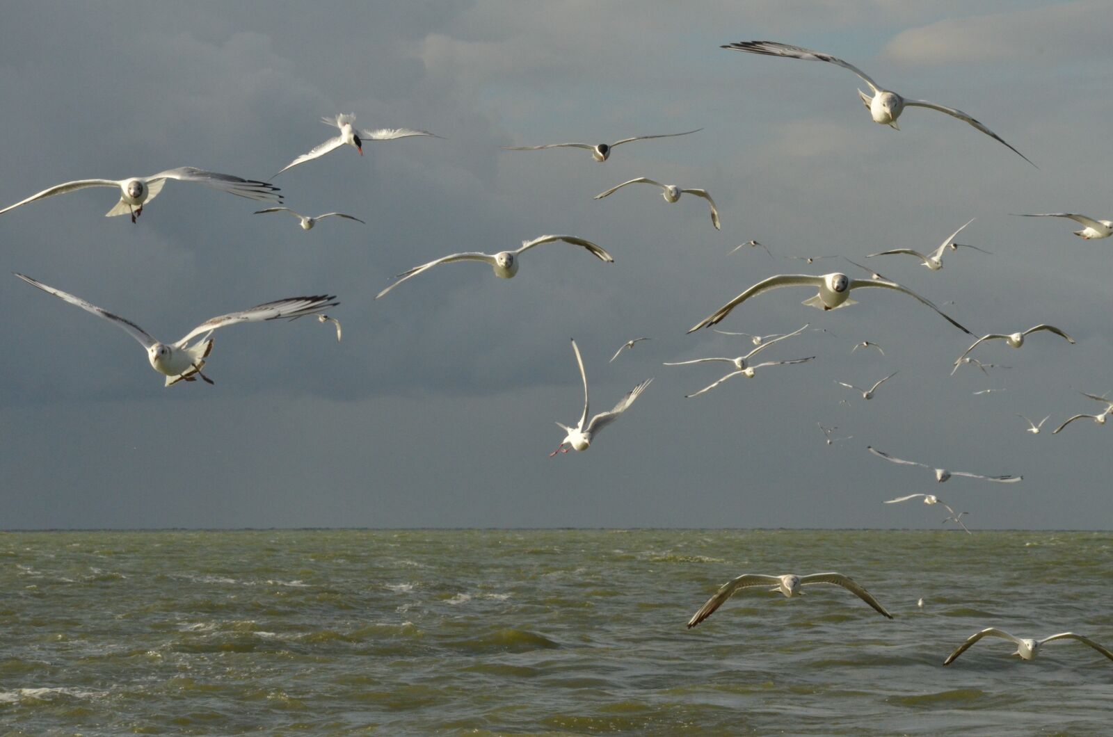 Nikon D7000 sample photo. Bird, seagull, white photography
