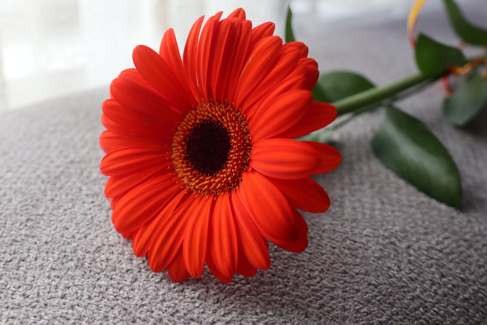 Canon EOS M6 sample photo. Flower, gerbera, red photography