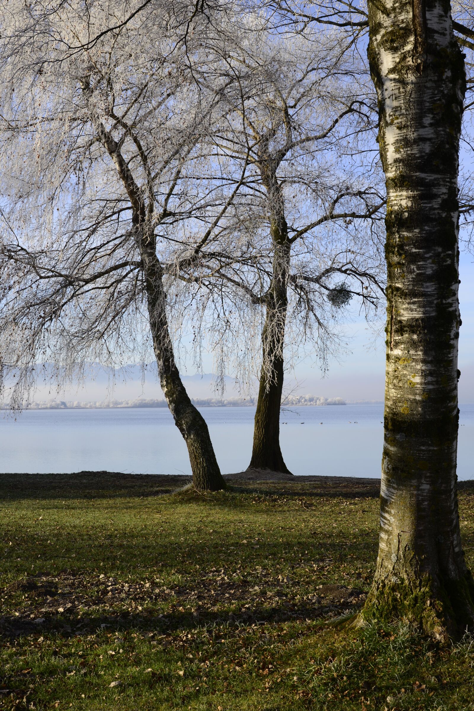 Nikon D610 sample photo. Hoarfrost, cold, frost photography
