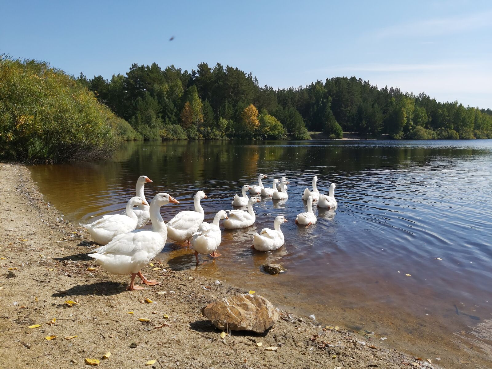 Samsung Galaxy A70 sample photo. Village, pond, geese photography