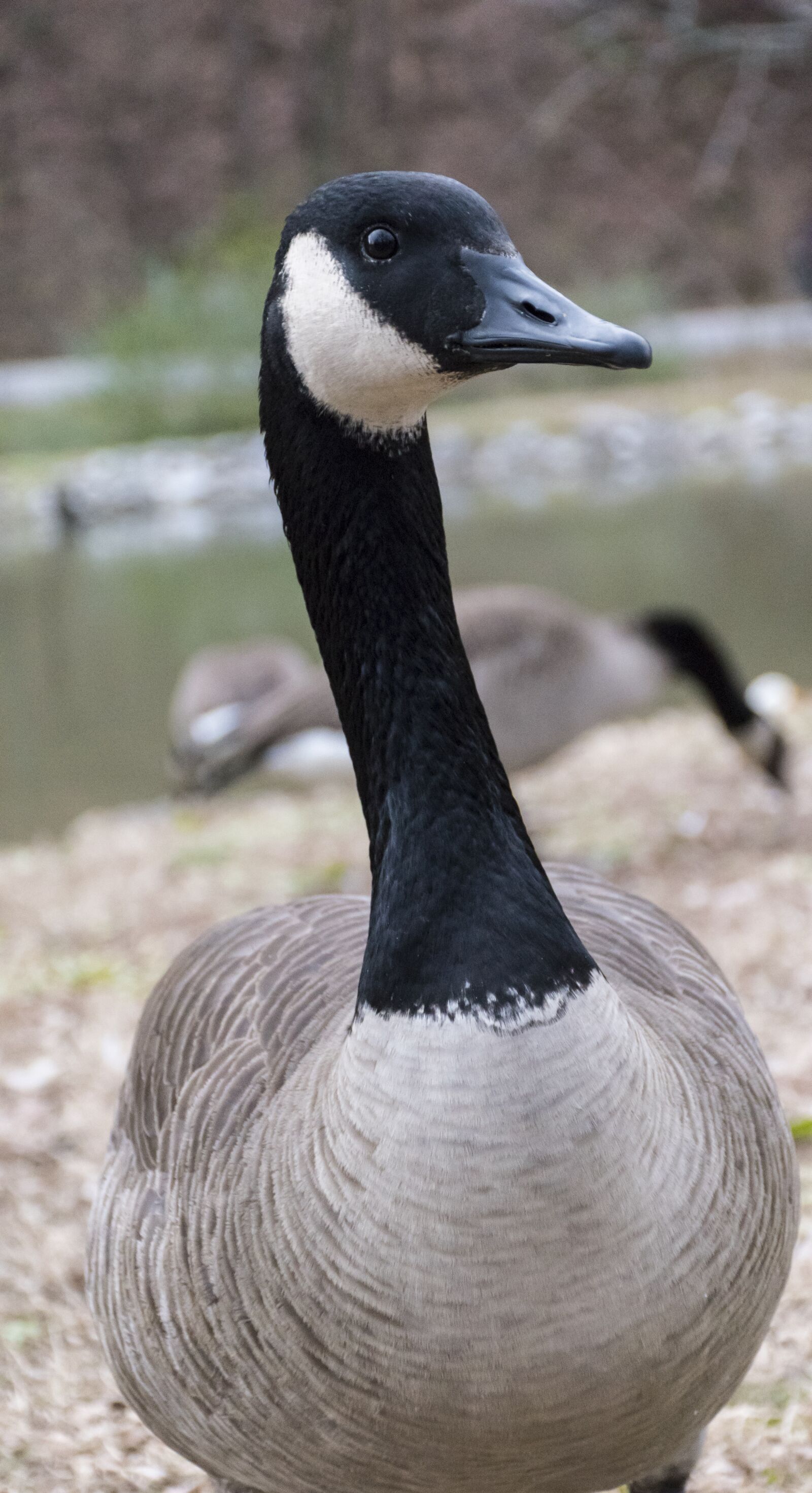 Nikon D5600 sample photo. Goose, park, bird photography