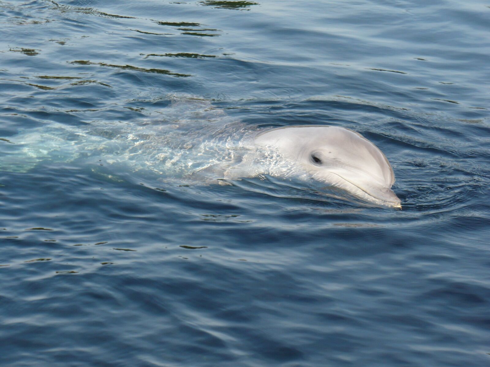 Panasonic DMC-LZ6 sample photo. Dolphin, water, dolphinarium photography