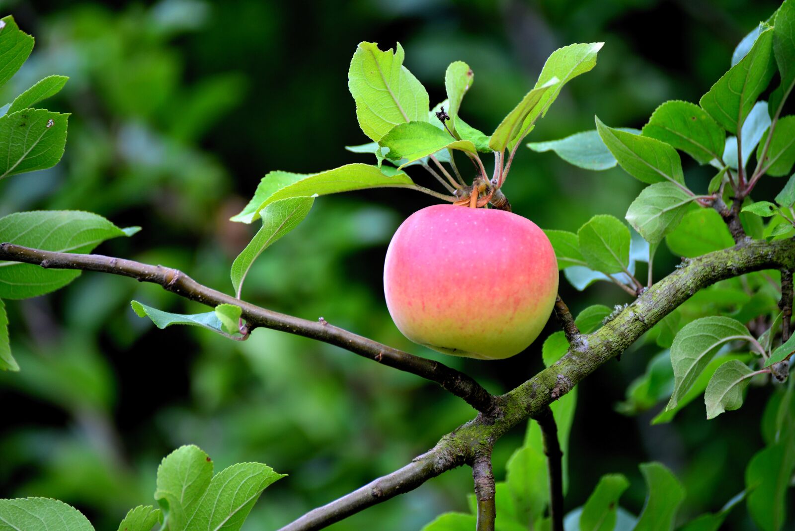 Nikon D610 sample photo. Apple, apple tree, fruit photography