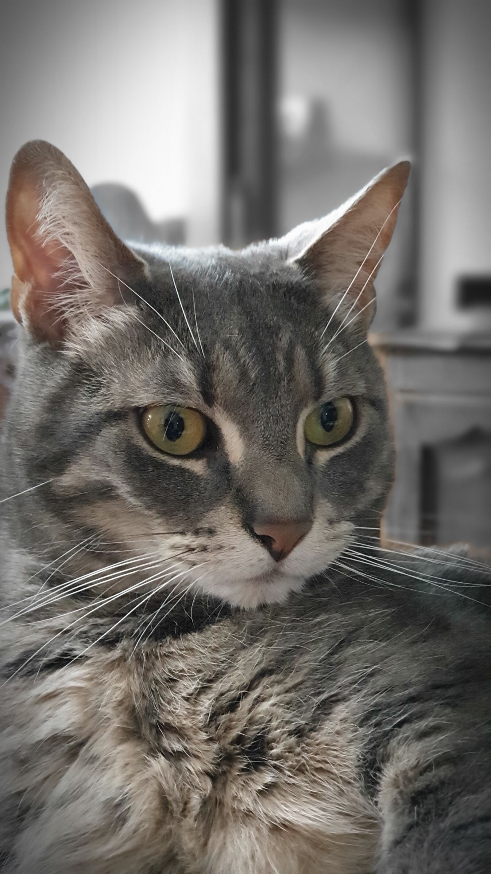 Samsung Galaxy Note9 sample photo. Animal, cat, wild photography