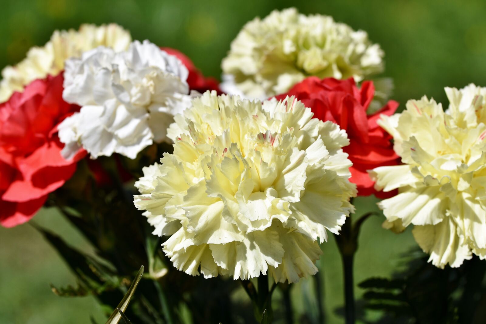 Nikon D7200 sample photo. Carnation, schnittblume, carnation flower photography
