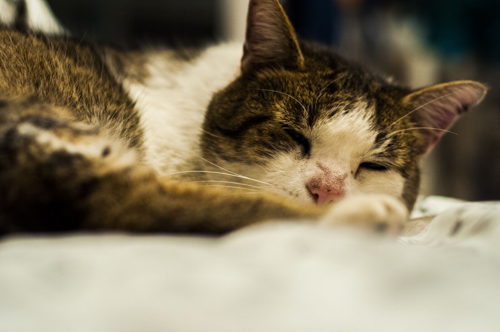Nikon D90 sample photo. Cat, friend, nice photography
