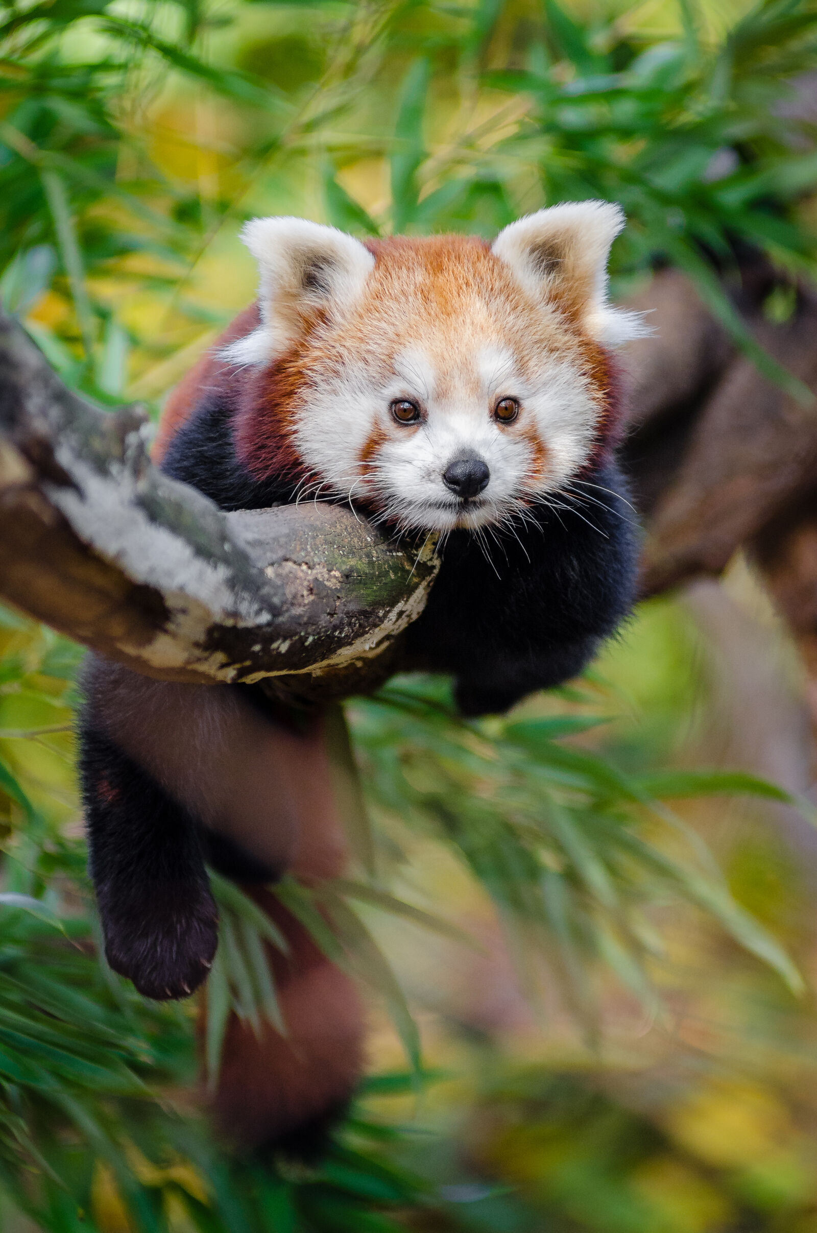AF Zoom-Nikkor 80-200mm f/2.8 ED sample photo