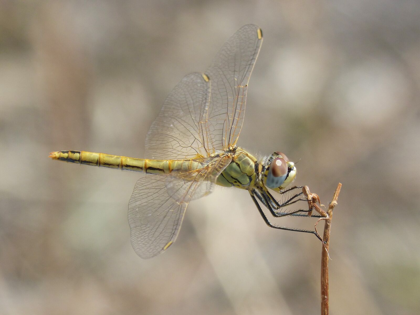 Panasonic DMC-FZ62 sample photo. Dragonfly, yellow dragonfly, branch photography