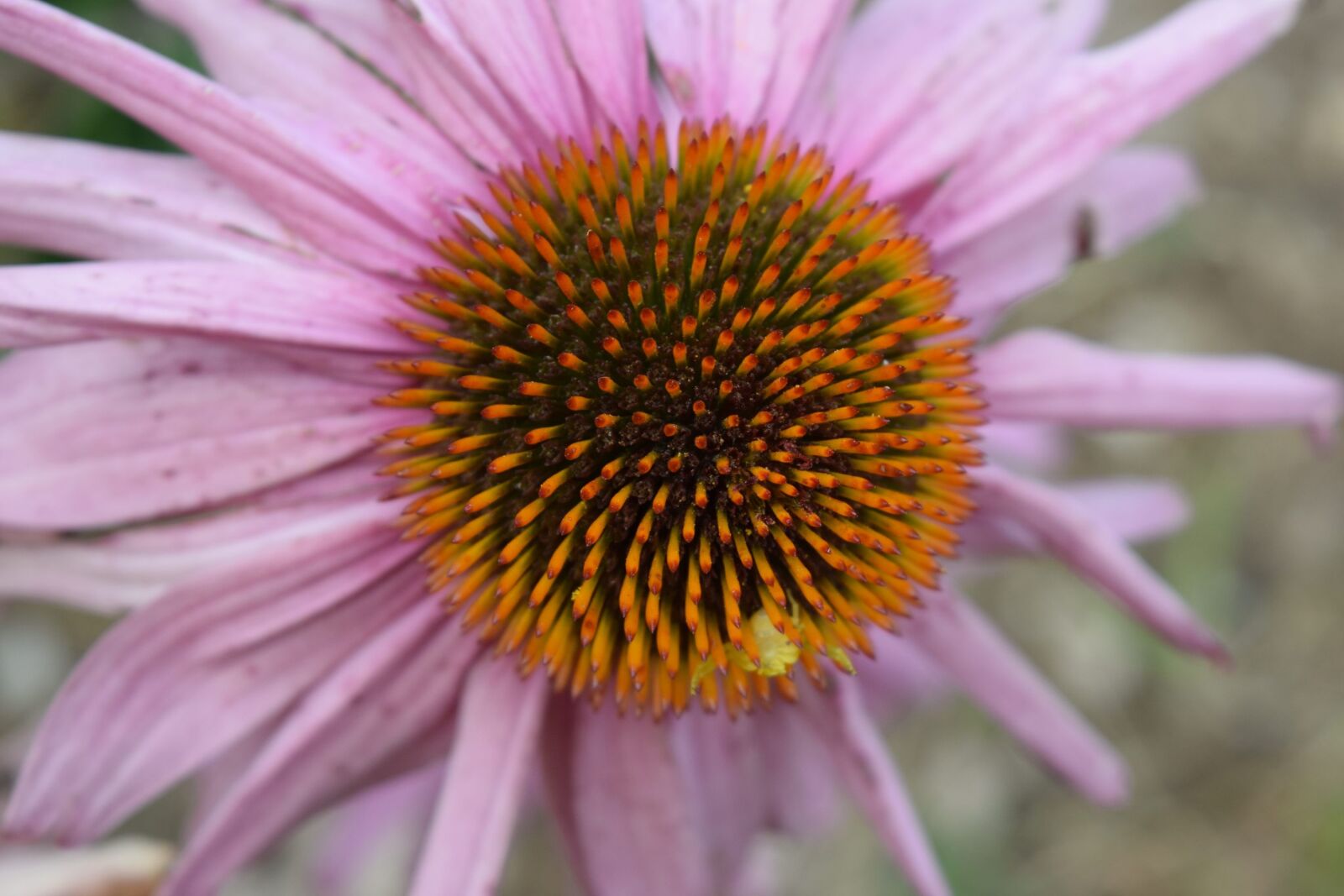 Nikon D3300 sample photo. Flower, petals, nature photography