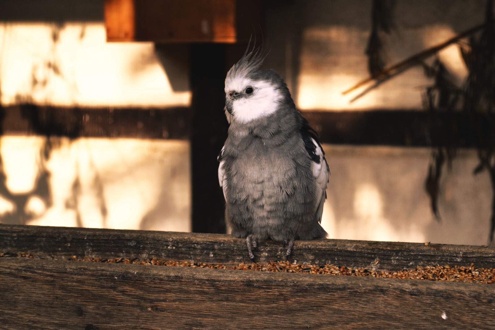 Nikon D3100 sample photo. Cockatiel, bird, animal world photography