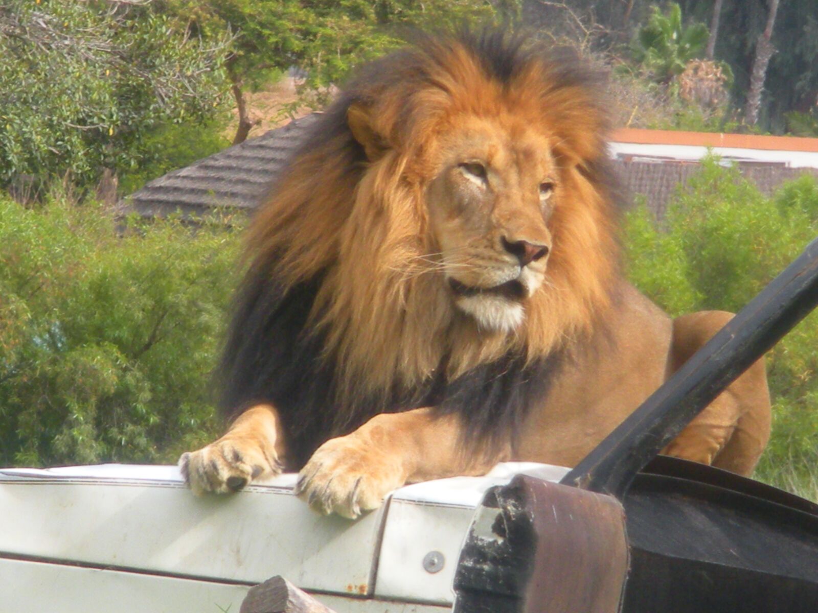 Nikon Coolpix S550 sample photo. Lion, zoo, zoo animals photography
