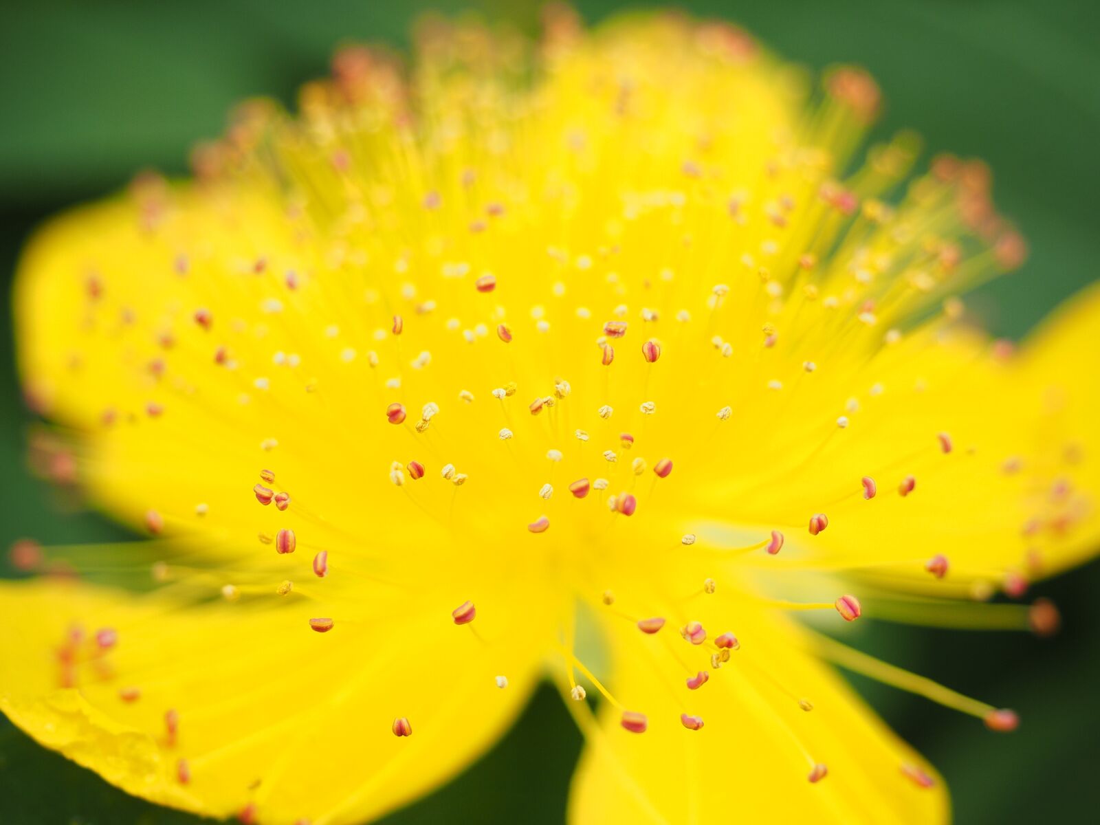 Olympus OM-D E-M1 + Olympus M.Zuiko Digital ED 12-40mm F2.8 Pro sample photo. St john's wort, flower photography