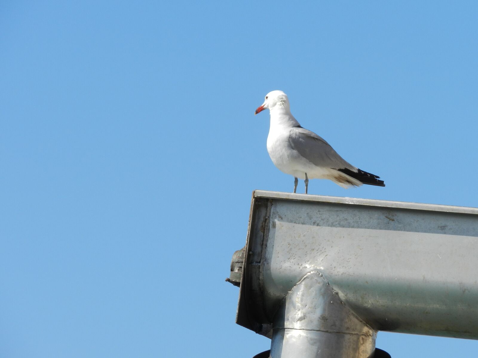 Nikon Coolpix P500 sample photo. Seagull, bird, animals photography