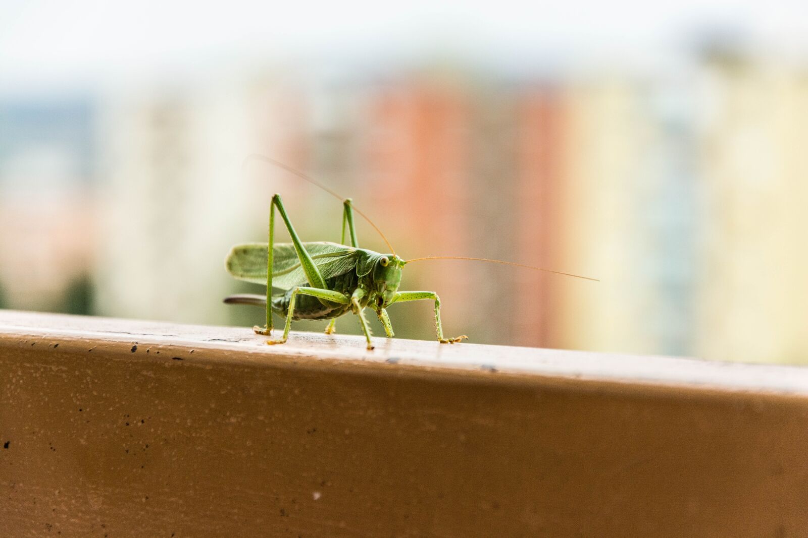 Nikon D7100 sample photo. L ny horse, insects photography