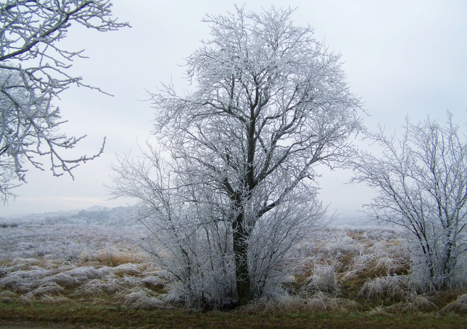 Kodak EASYSHARE ZD710 ZOOM DIGITAL CAMERA sample photo. Winter landscape, hoary, rimy photography