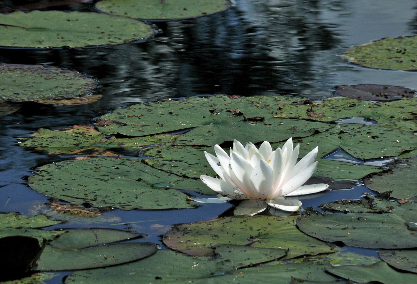 Panasonic DMC-FZ50 sample photo. Water lily, pond, summer photography