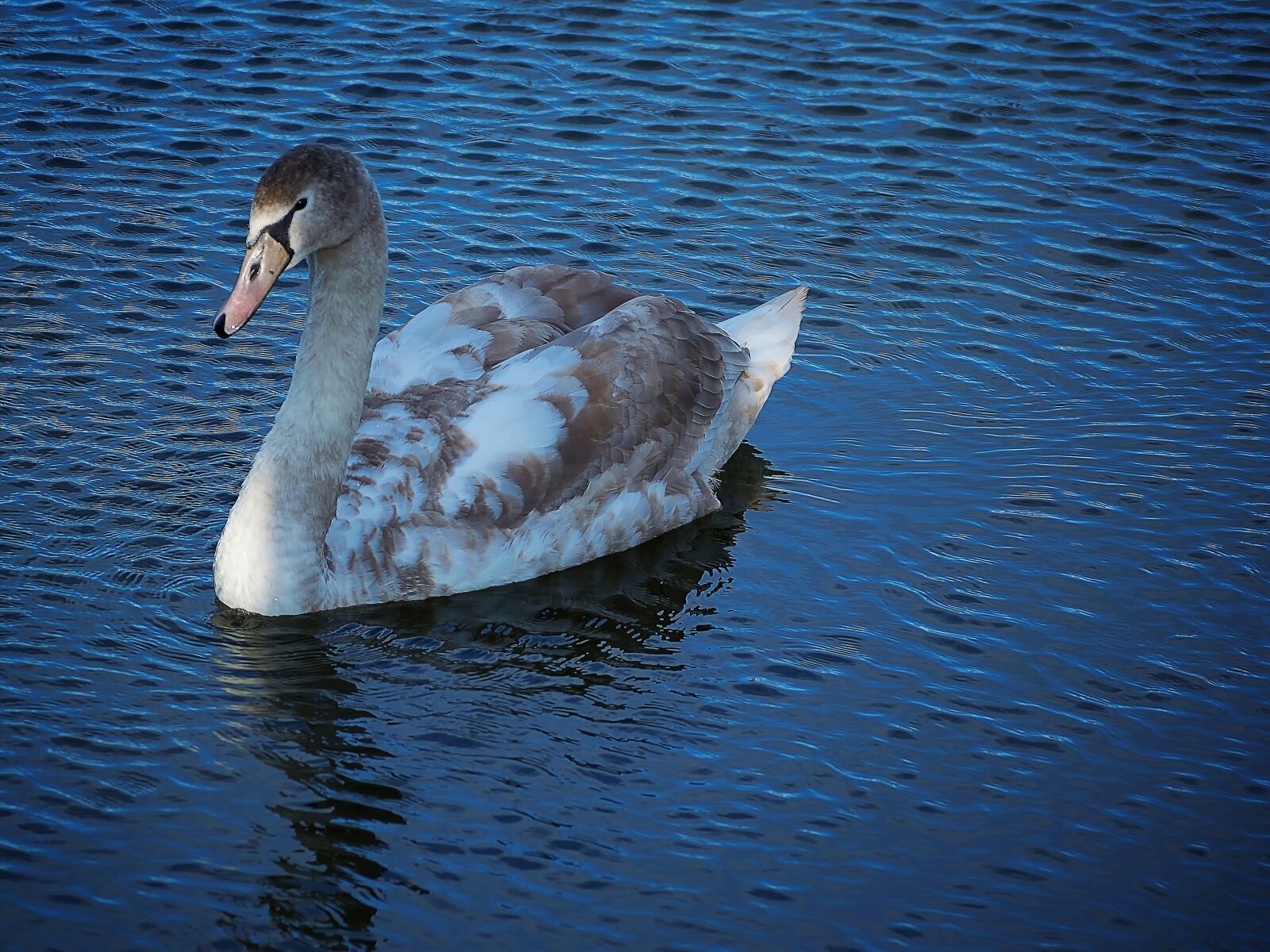 Nikon D3300 sample photo. Swan, water, bird photography