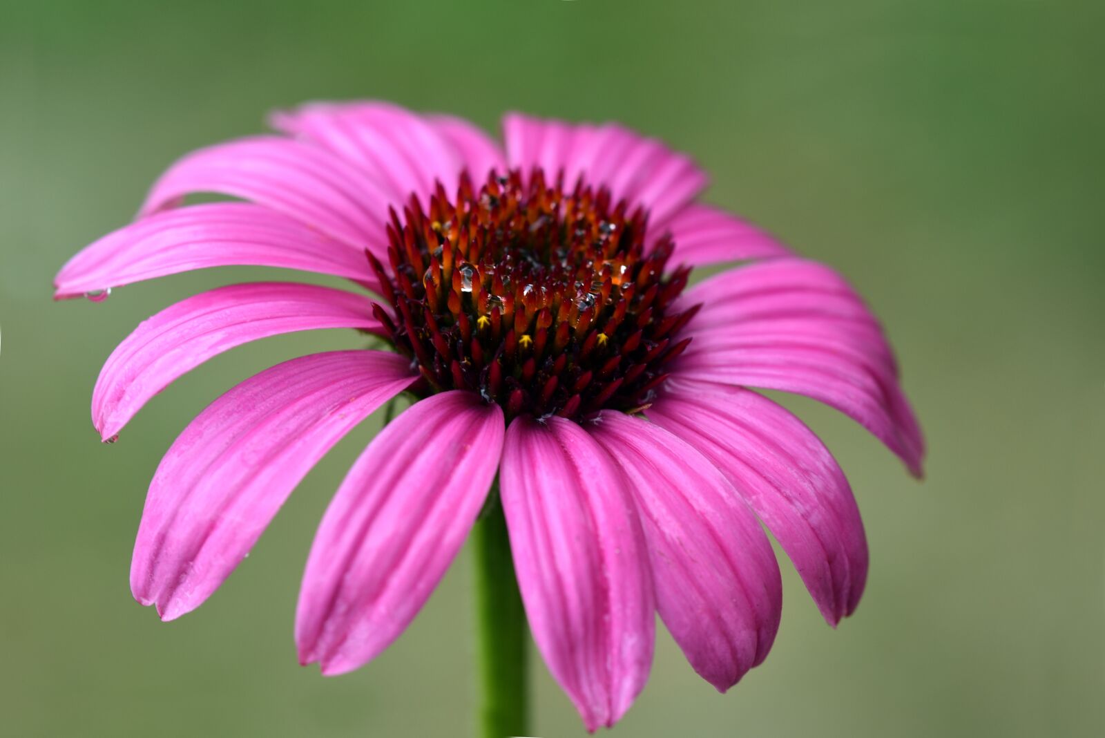 Nikon D750 sample photo. Coneflower, flower, blossom photography