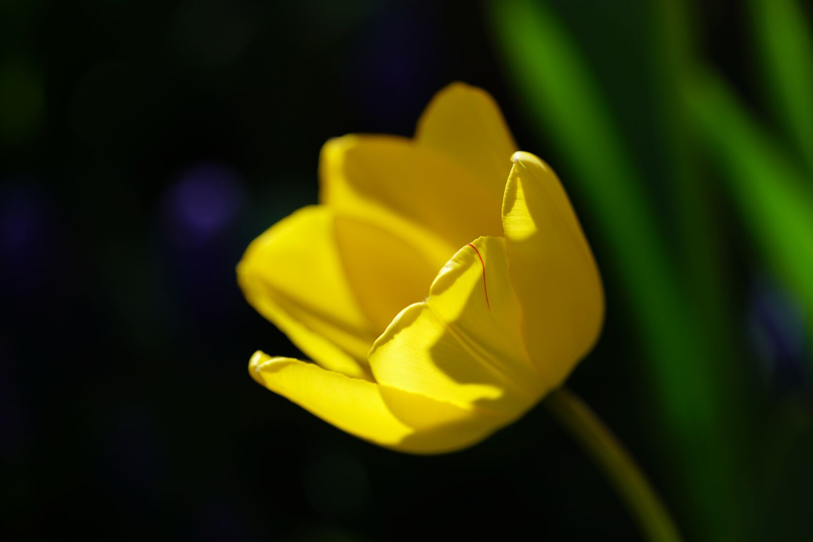 Sony a7R II + Sony FE 90mm F2.8 Macro G OSS sample photo. Tulip, blossom, bloom photography