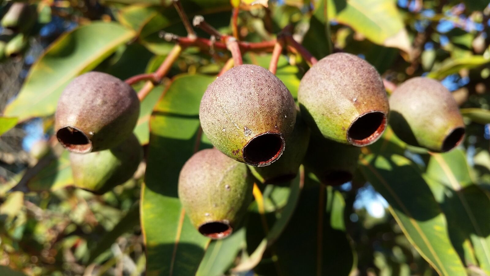 Samsung Galaxy S5 sample photo. Tree, nature, eucalyptus photography