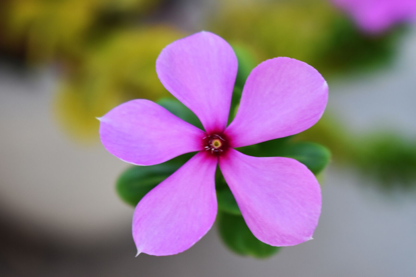 Nikon D3500 sample photo. Evergreen flower, flower, evergreen photography