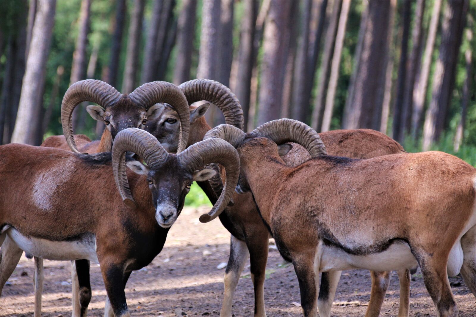 Canon EOS 700D (EOS Rebel T5i / EOS Kiss X7i) sample photo. Antelope, animal, mammal photography
