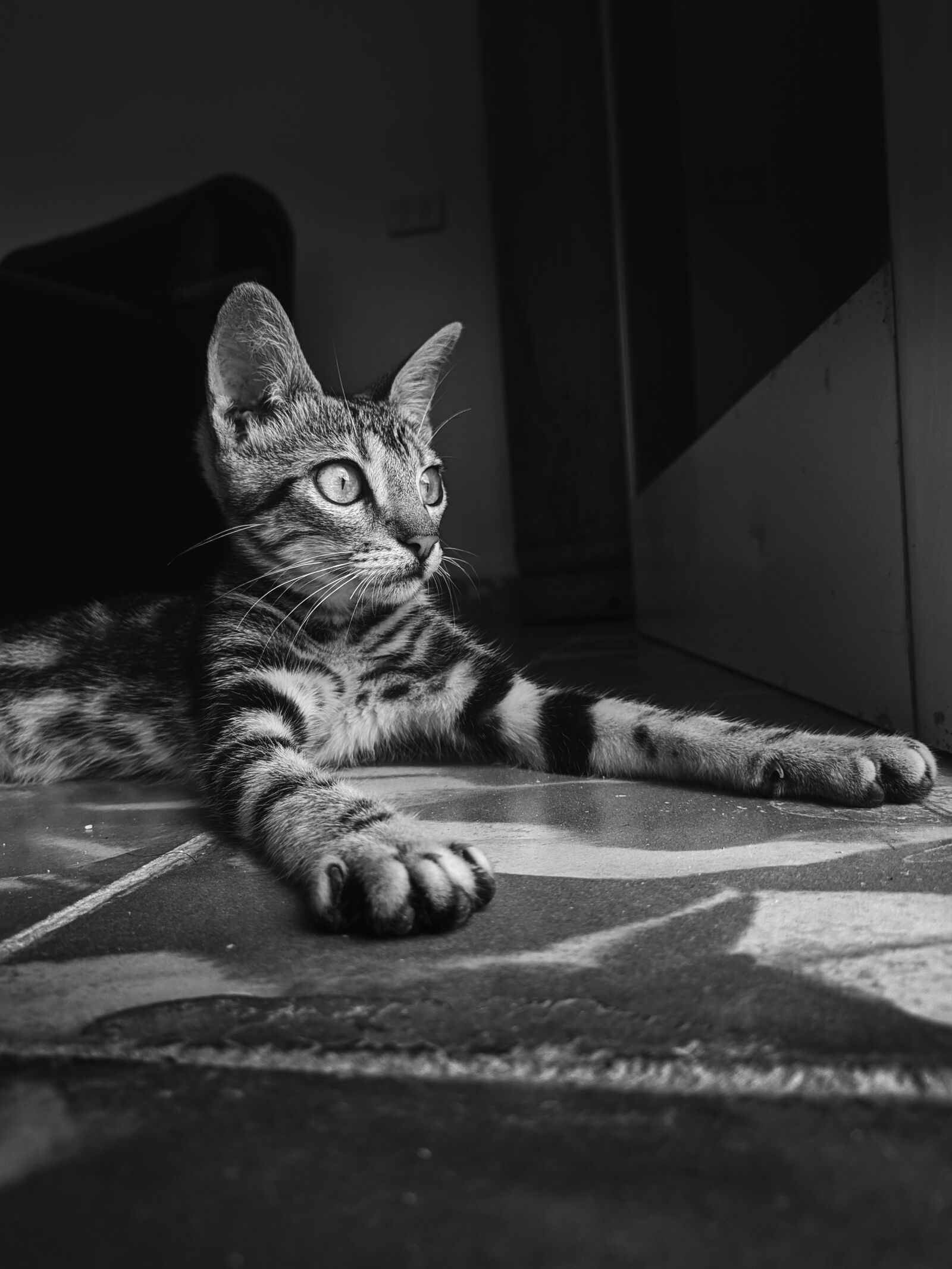 Xiaomi Redmi Note 7 sample photo. Cat, animals, feline photography
