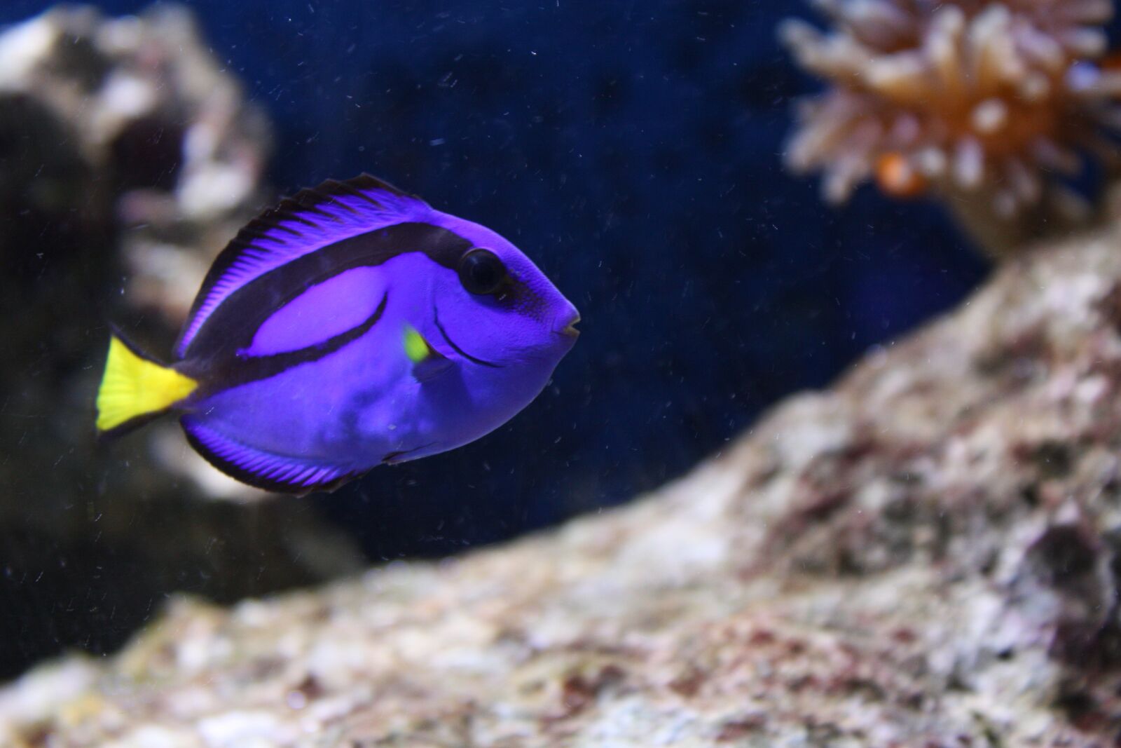 Canon EOS 450D (EOS Rebel XSi / EOS Kiss X2) sample photo. Fish, aquarium, water photography