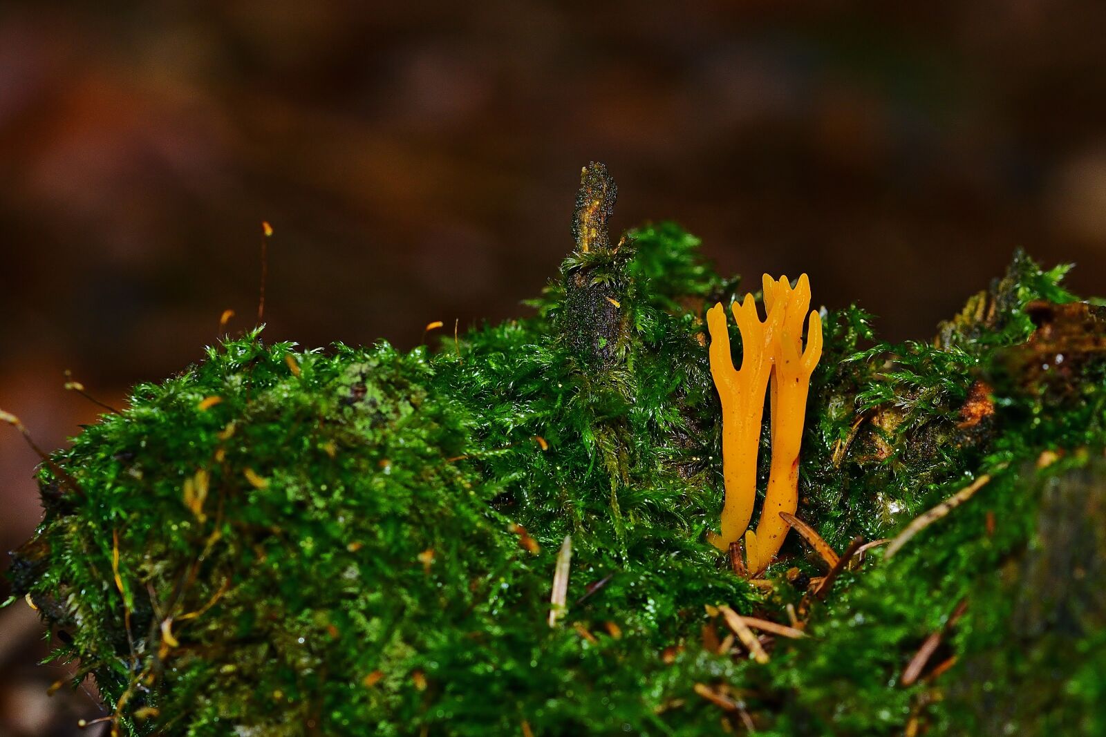 Nikon D5200 sample photo. Nature, forest, mushroom photography