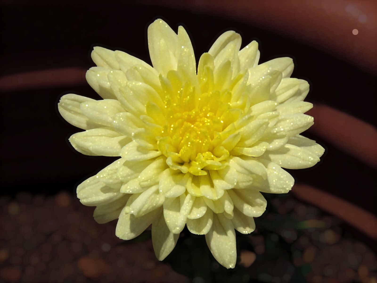 Canon PowerShot SX60 HS sample photo. Pearls on flower, lights photography