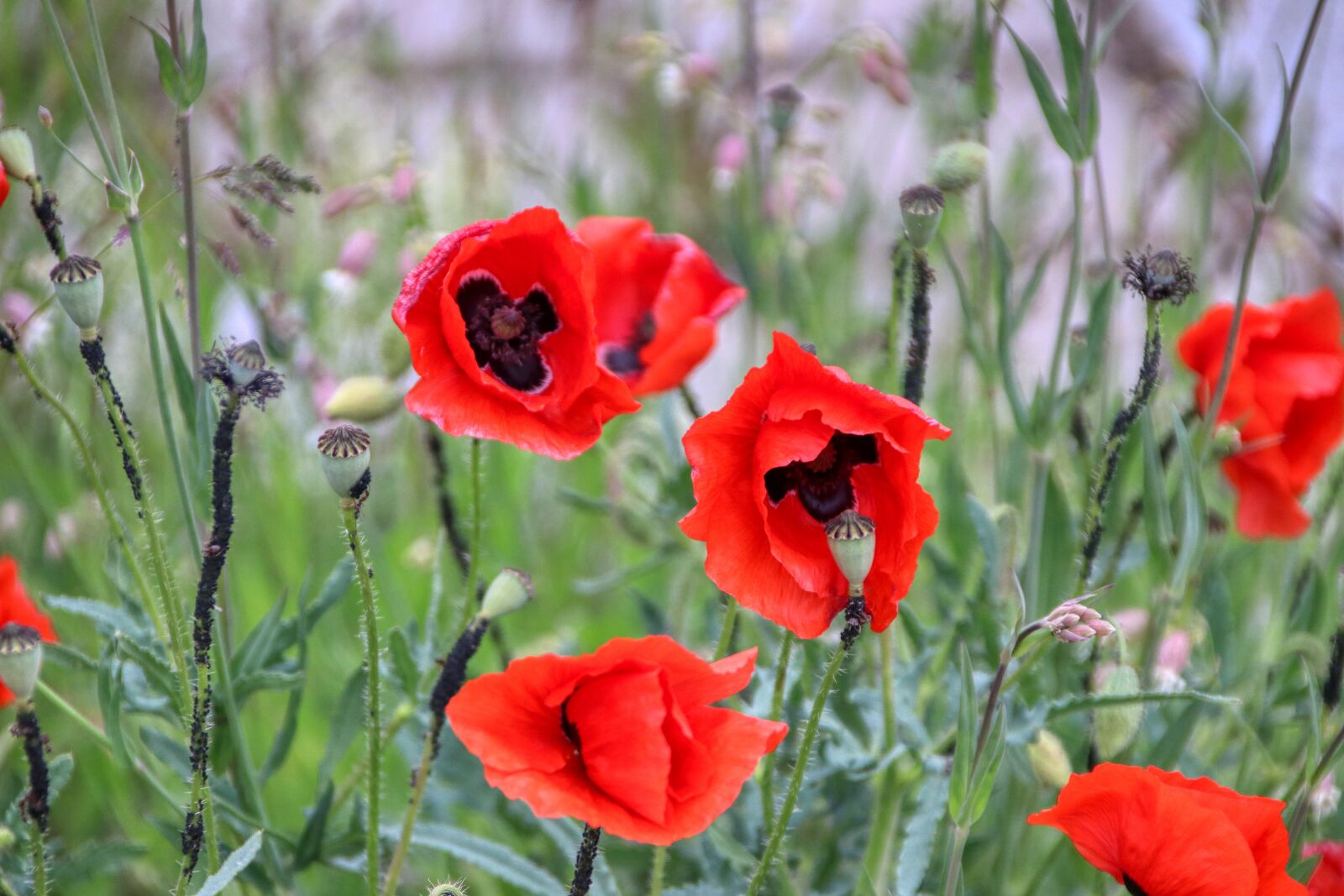 Canon EOS 80D sample photo. Poppy, red, nature photography