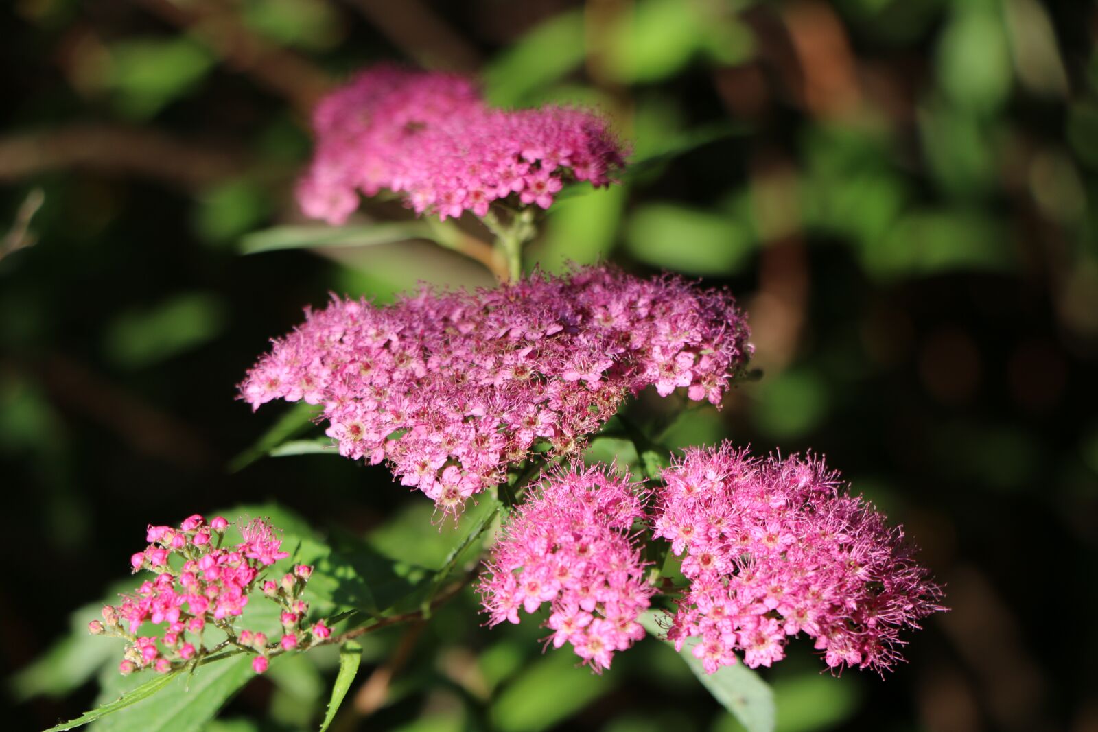 Canon EOS 70D sample photo. Flower, nature, summer photography