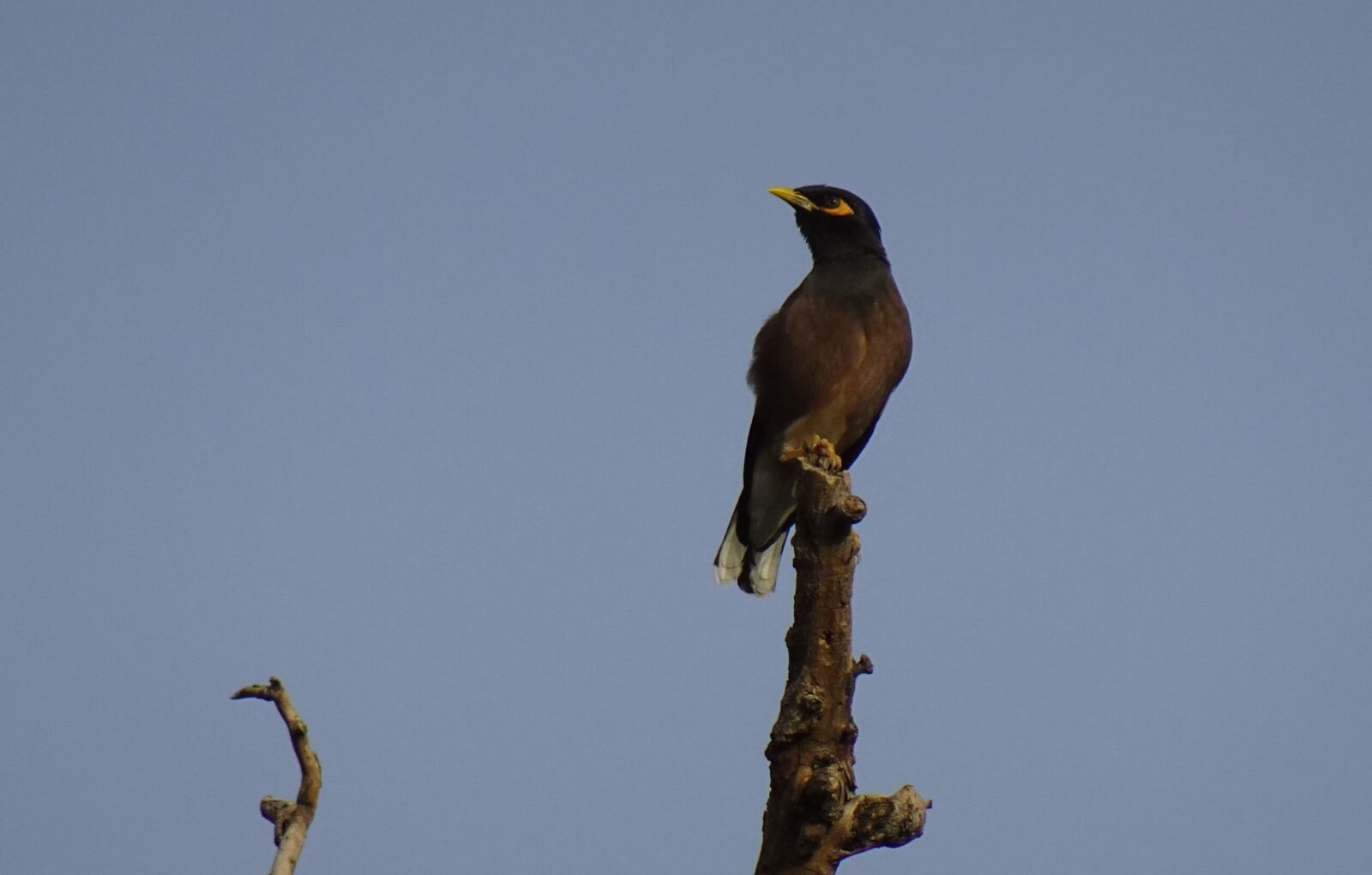 Sony DSC-WX800 sample photo. Common myna, indian myna photography
