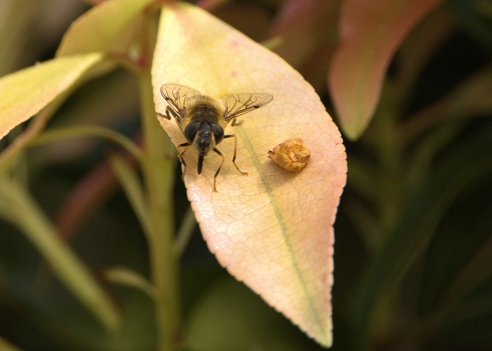 150-600mm F5-6.3 DG OS HSM | Contemporary 015 sample photo. Insect, leaf, bug photography