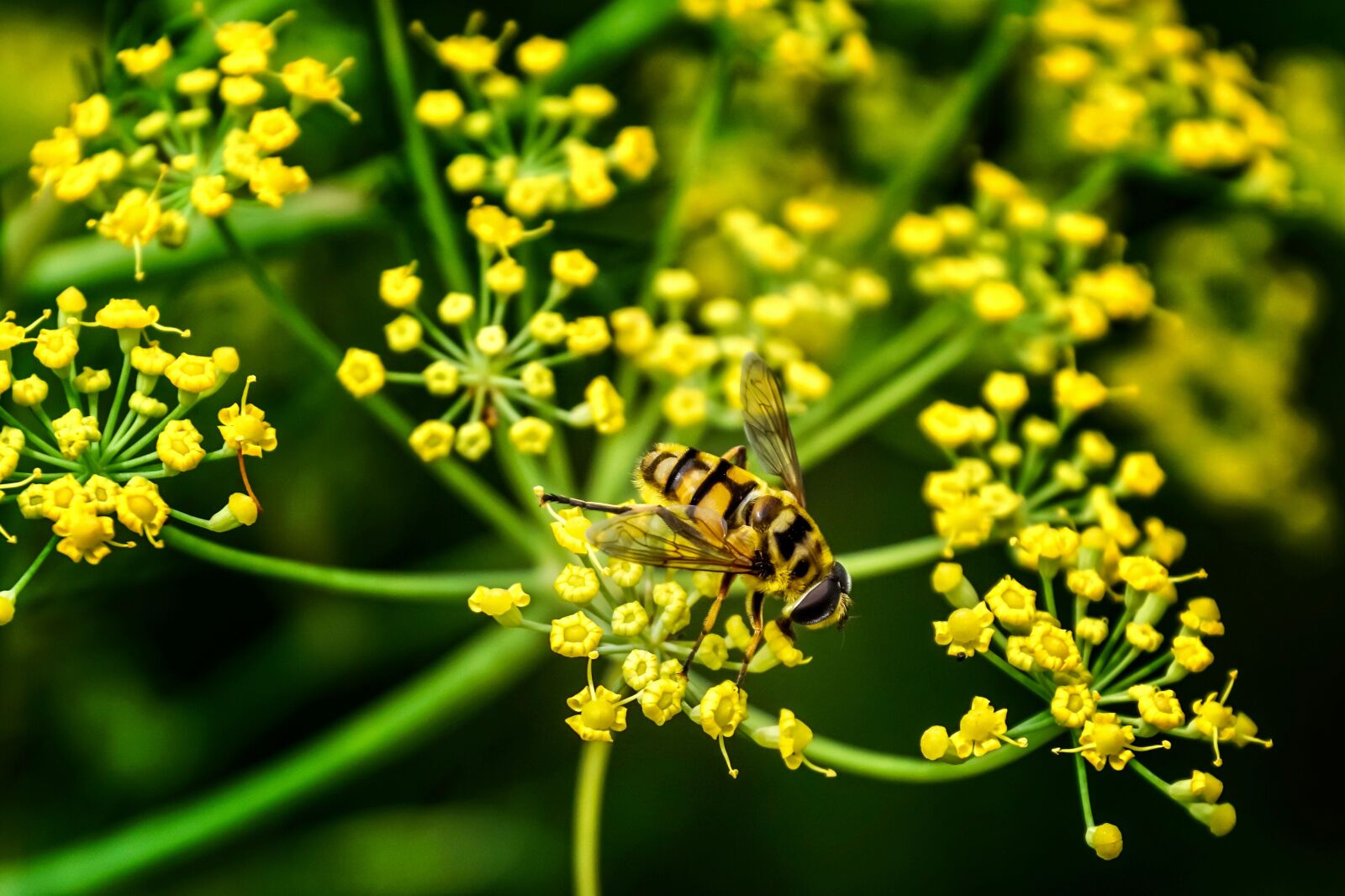 Sony DT 18-135mm F3.5-5.6 SAM sample photo. Hover fly, schwirrfliege, insect photography