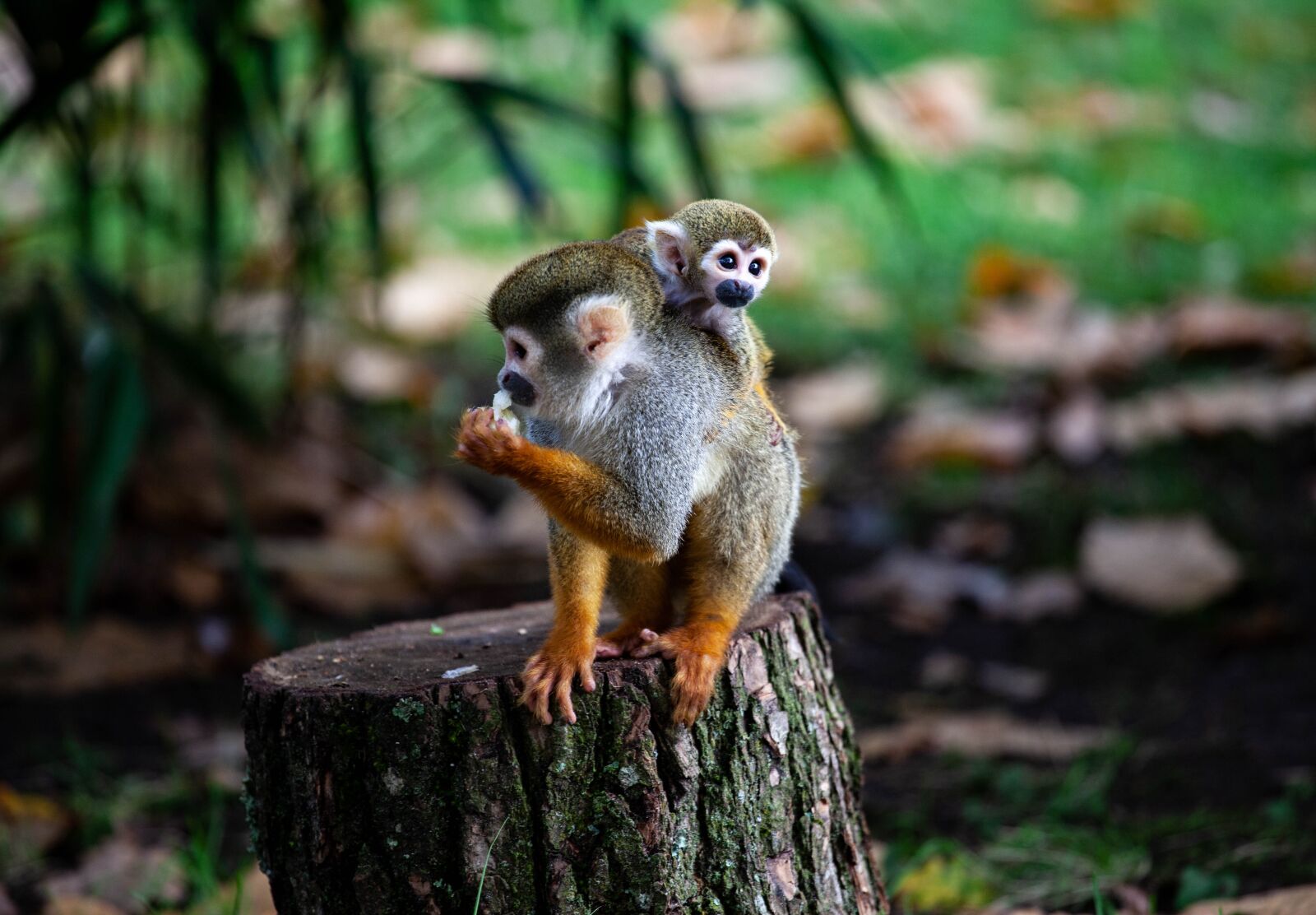 Canon EF 70-200mm F4L USM sample photo. Spider monkey, monkey, baby photography