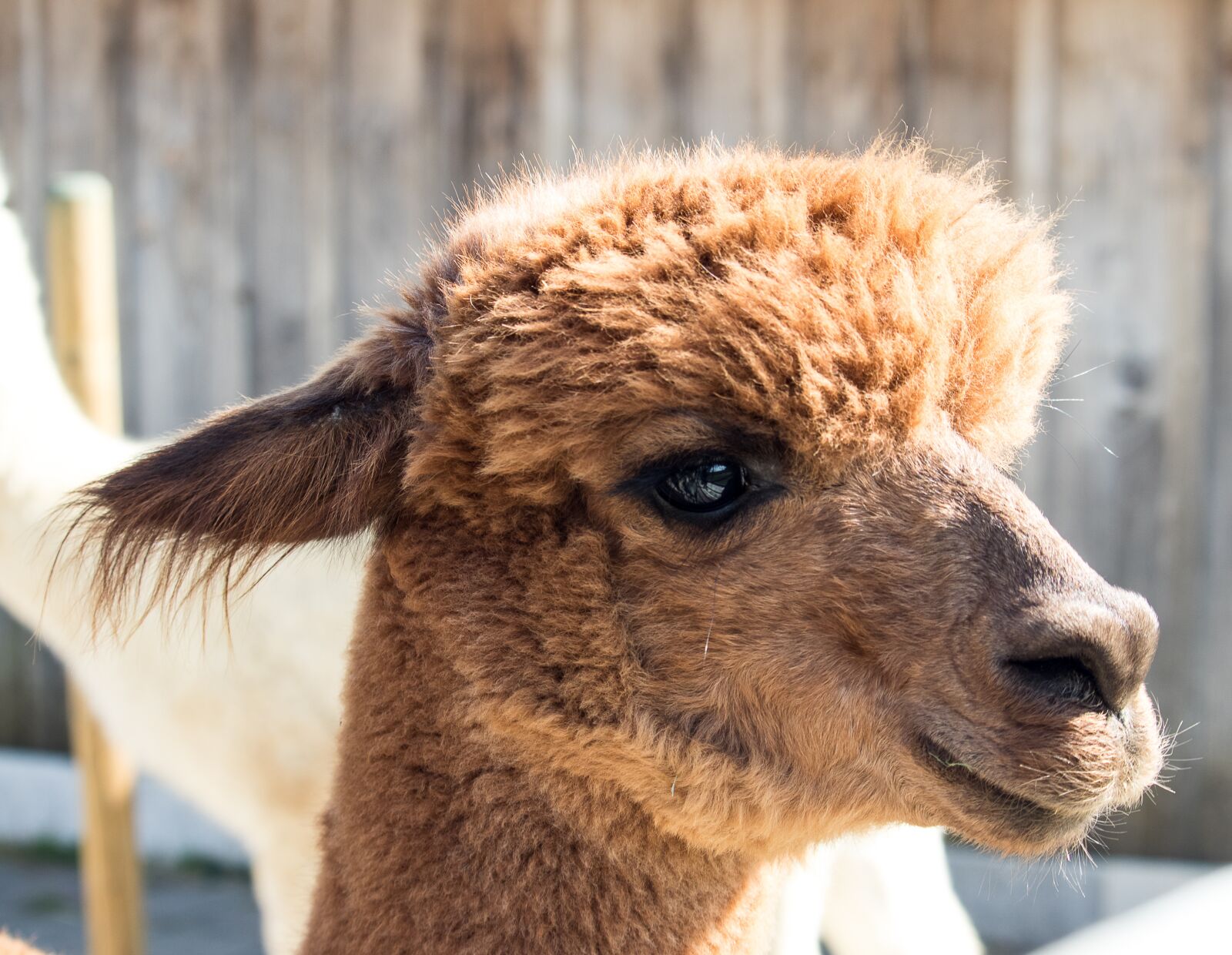 Canon EOS 80D sample photo. Alpaca, animal, mammal photography