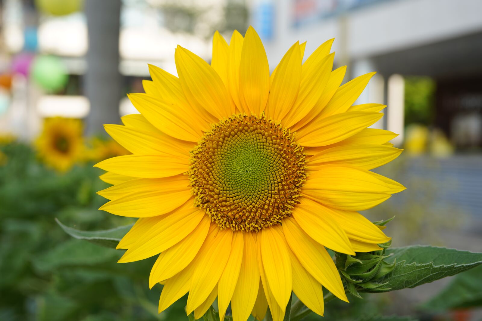 Sony a7R III sample photo. Sunflowers, ho chi minh photography