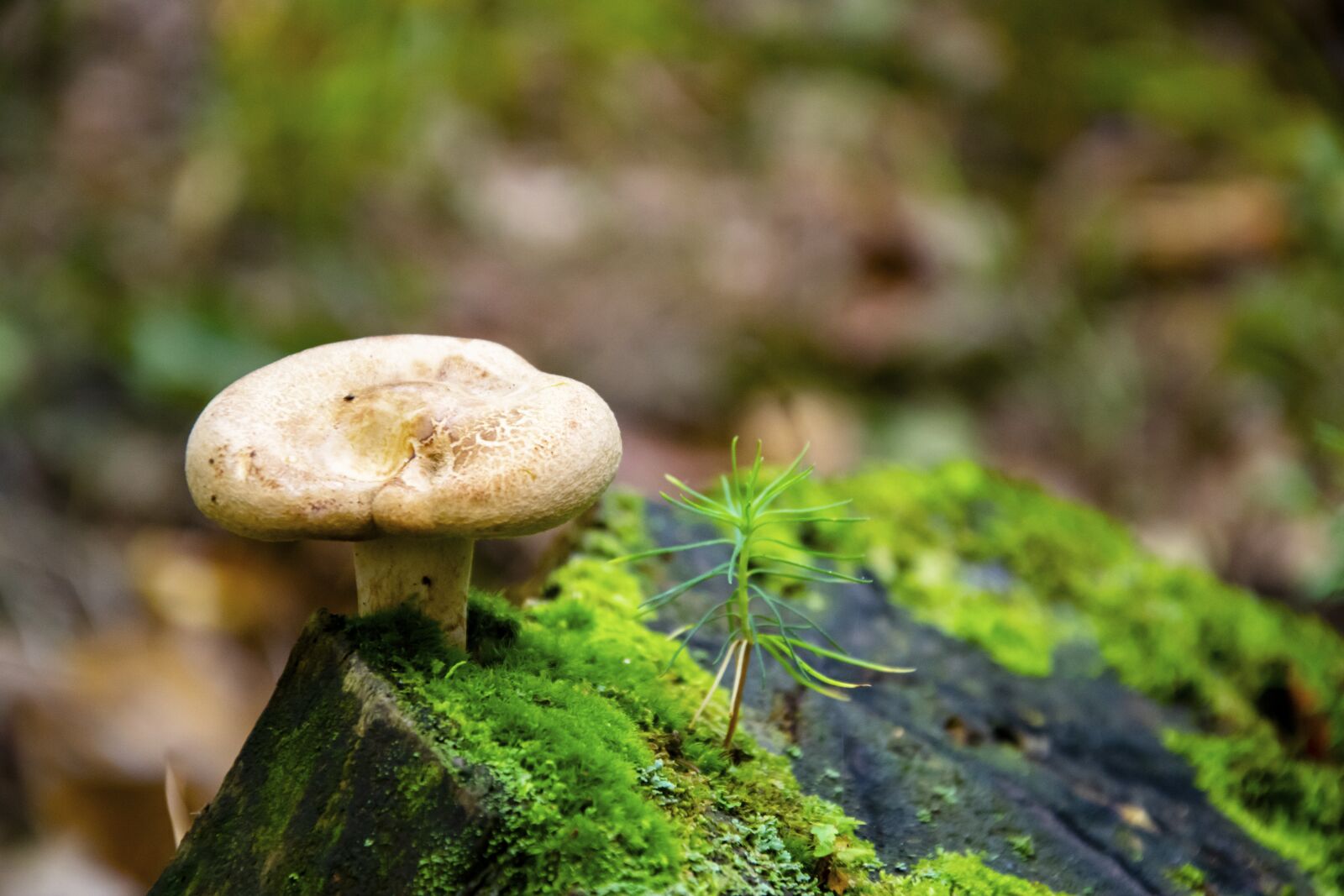 Nikon D5300 sample photo. Mushrooms, poisonous mushrooms, edible photography